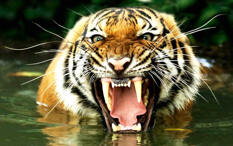 Tigers Take Care Of Your Teeth! - Absolute Dental | Dentist in Cardiff